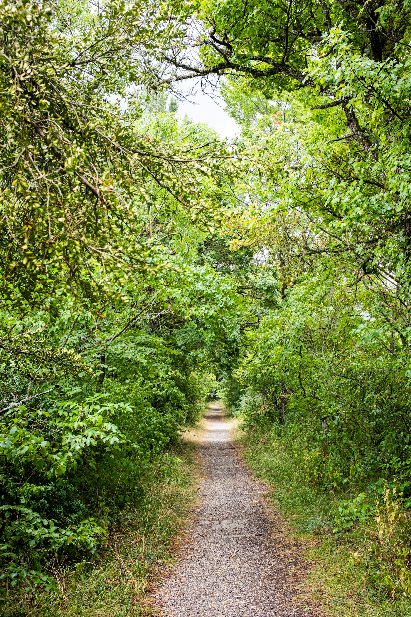 Vereda estrecha de tierra que atraviesa un bosque de vegetación densa.